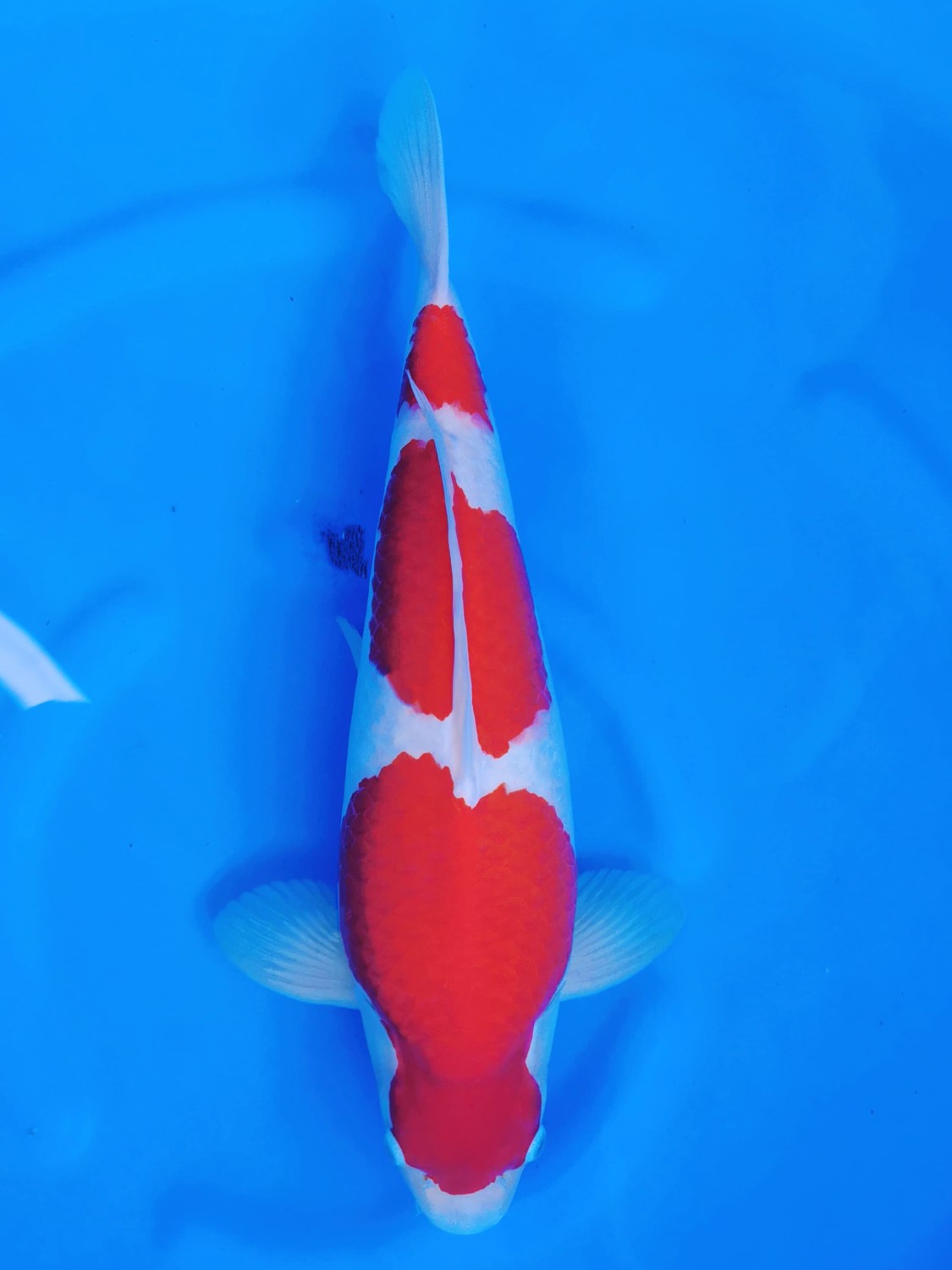 Best In Size A, 56 - 60 cm