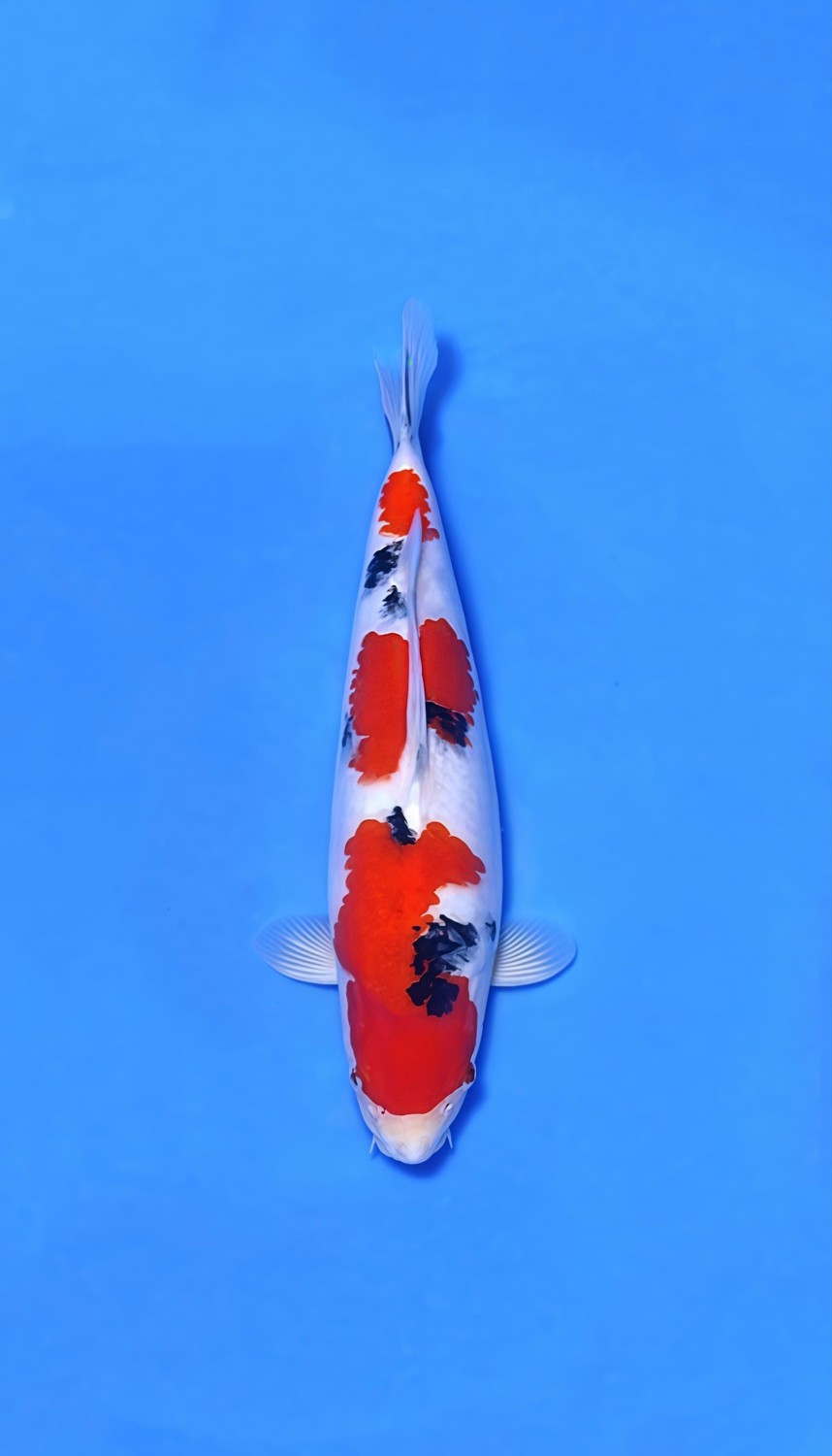 Juara 5