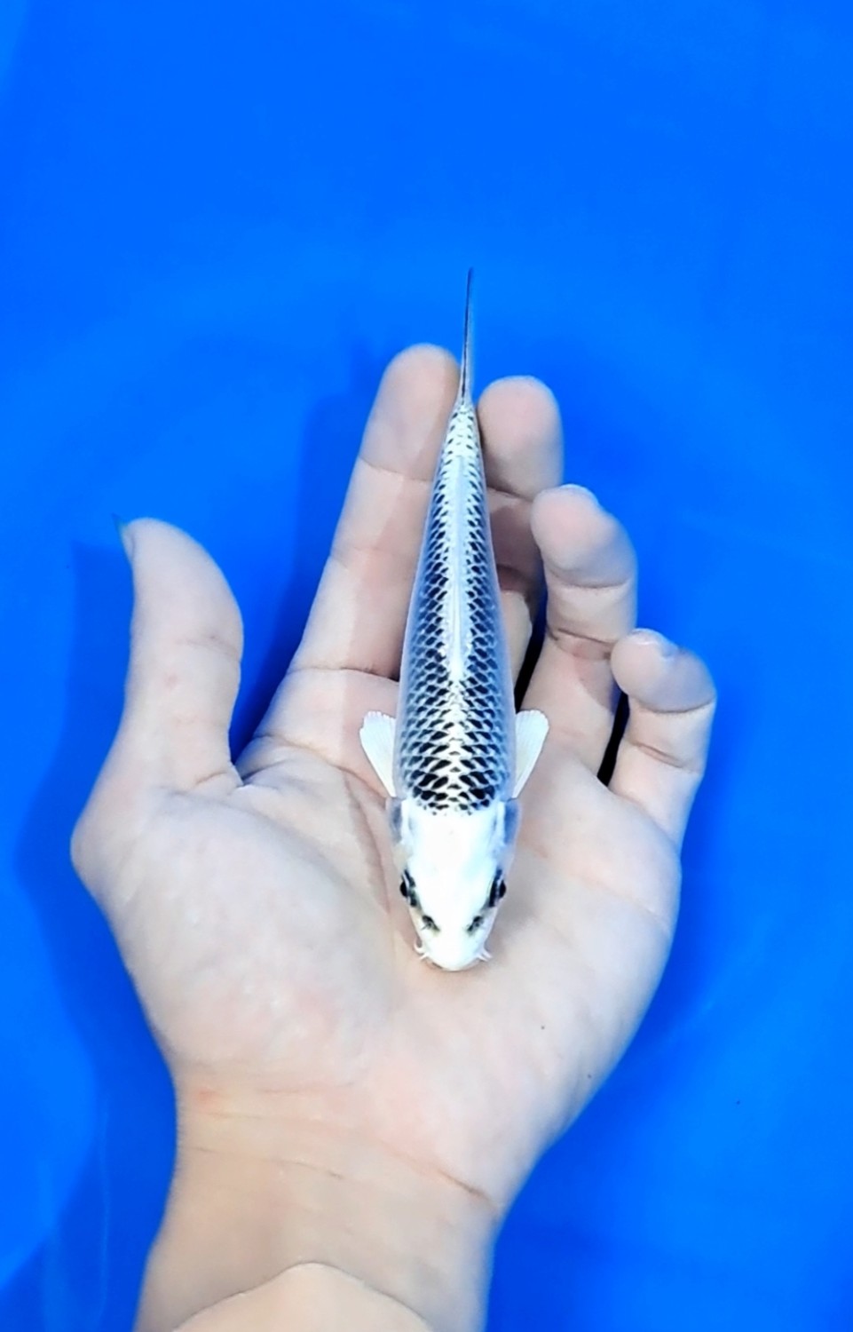 Juara 2