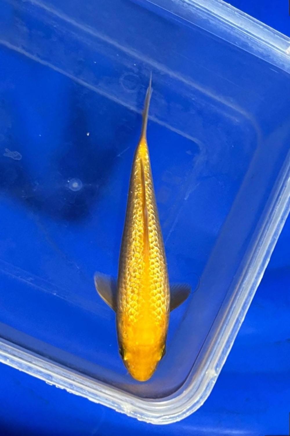 Juara 3
