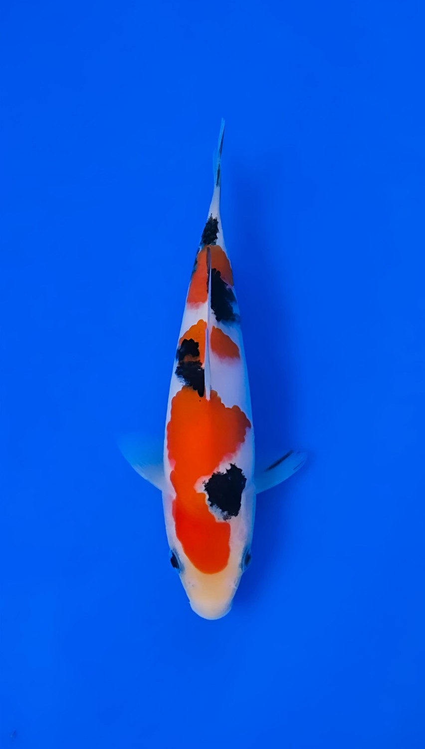 Juara 1