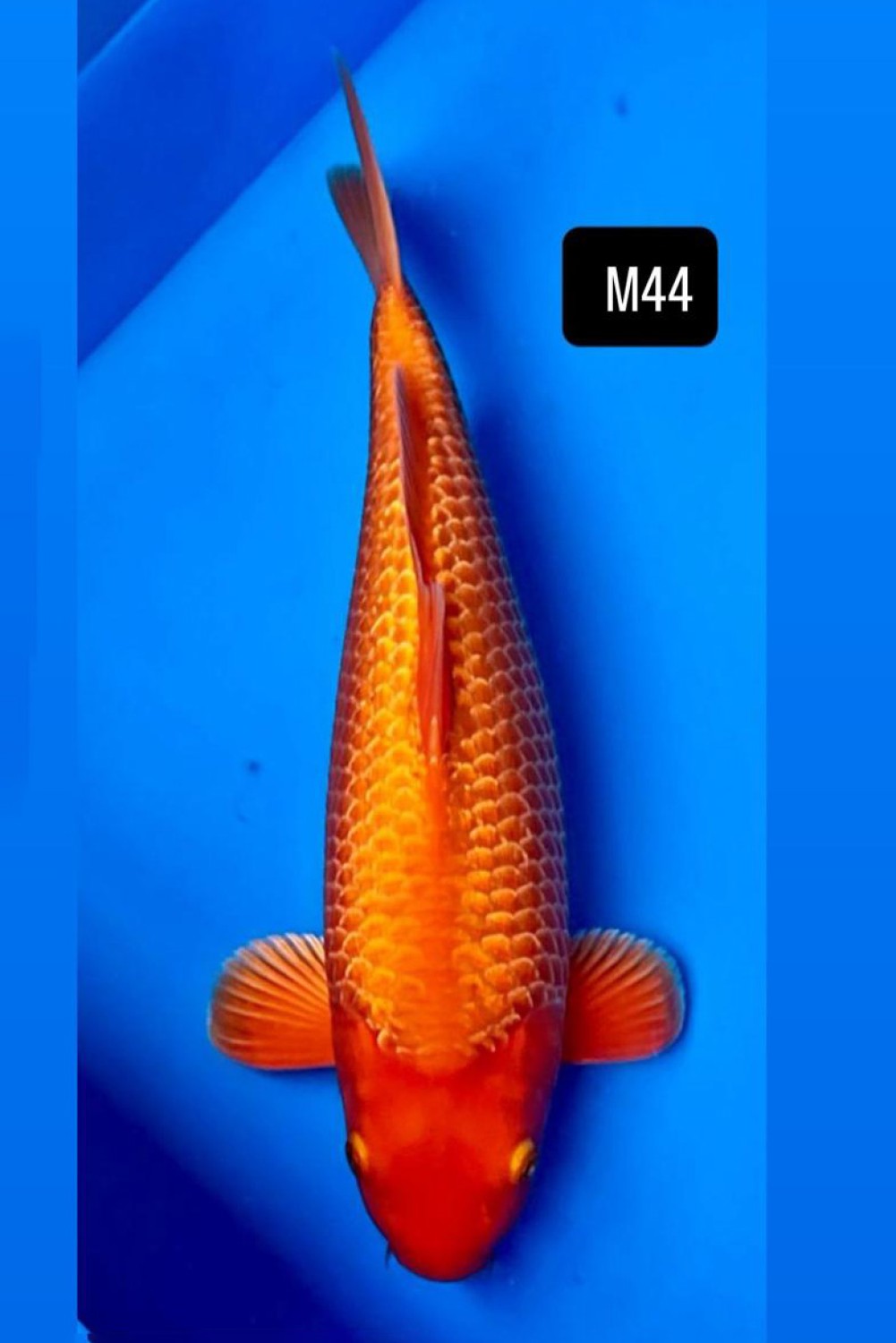 Juara 4