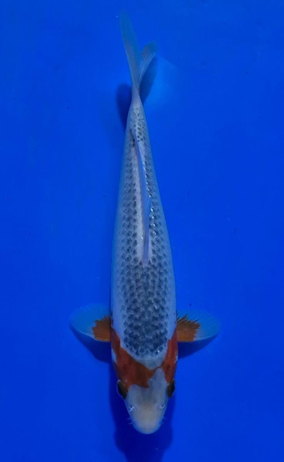 Juara 1