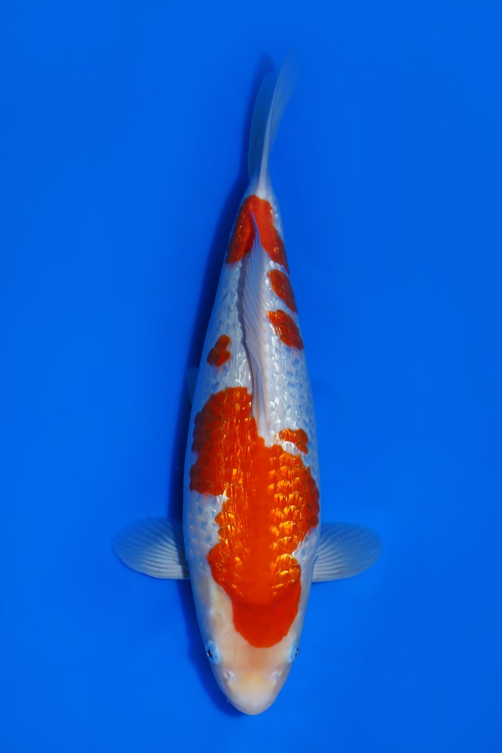 Juara 5