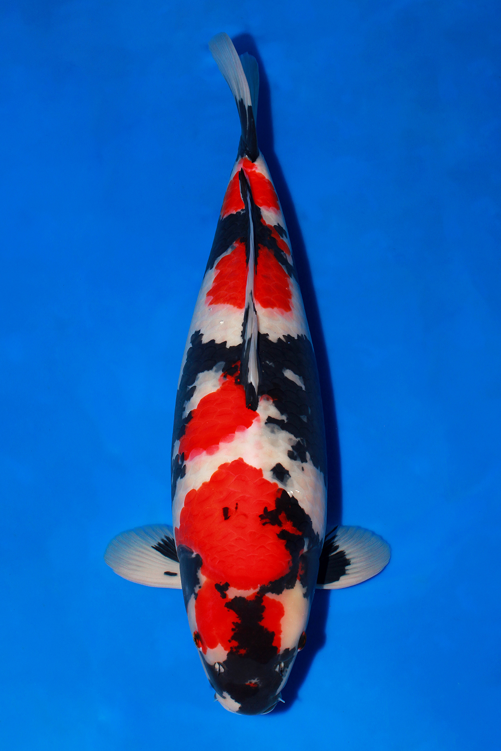 Best In Size A 56 - 60 cm