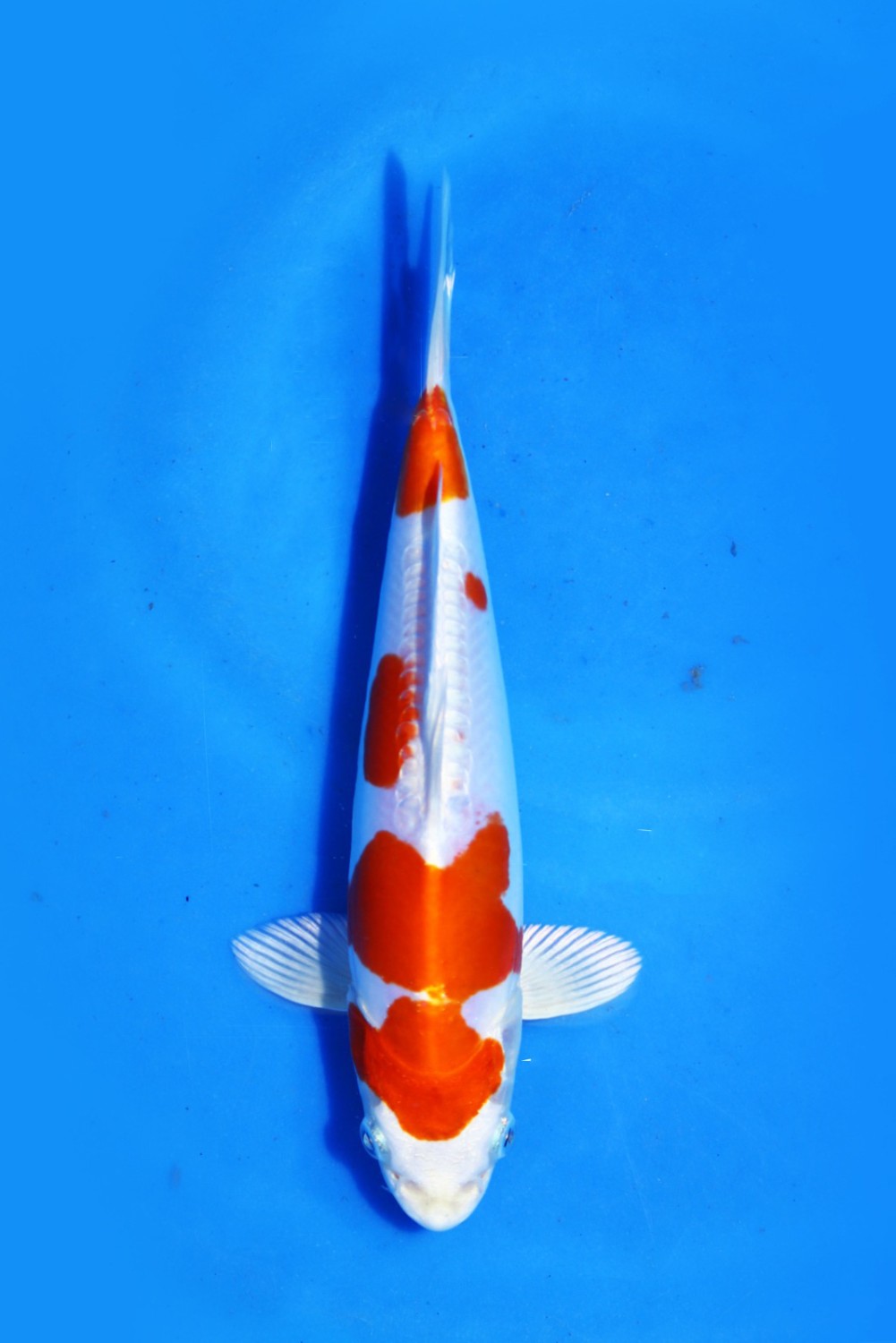 Juara 1