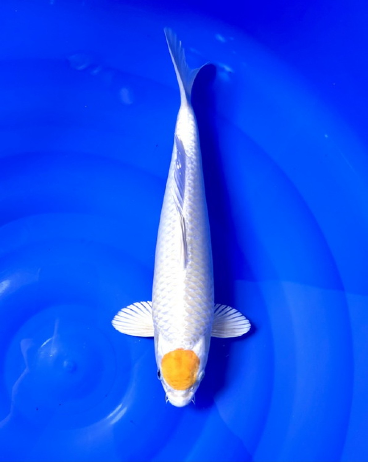 Juara 1
