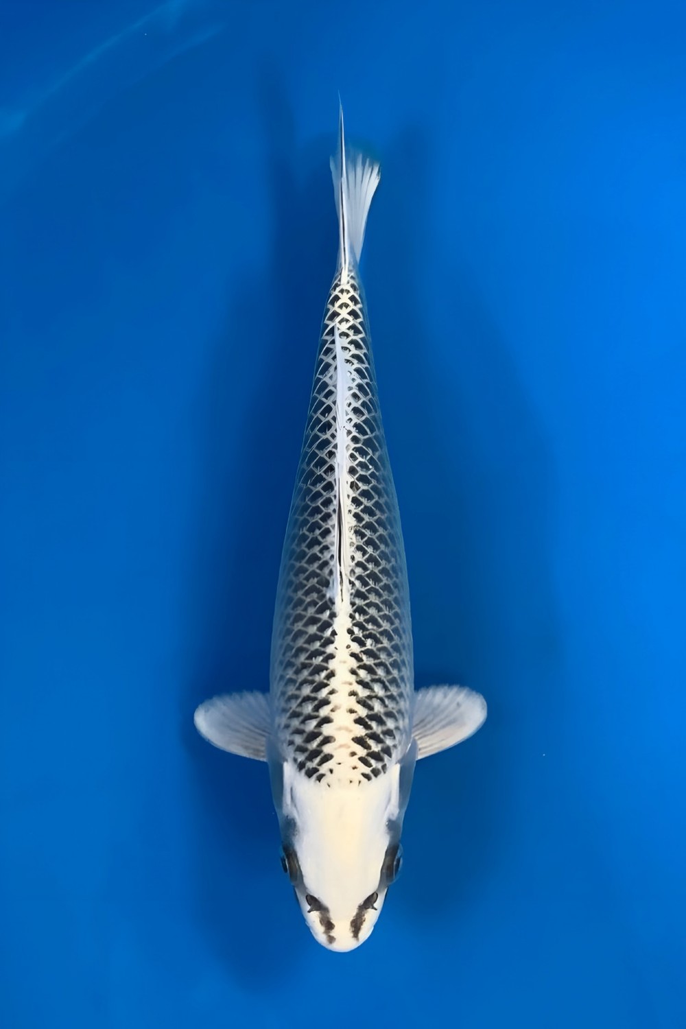 Juara 1