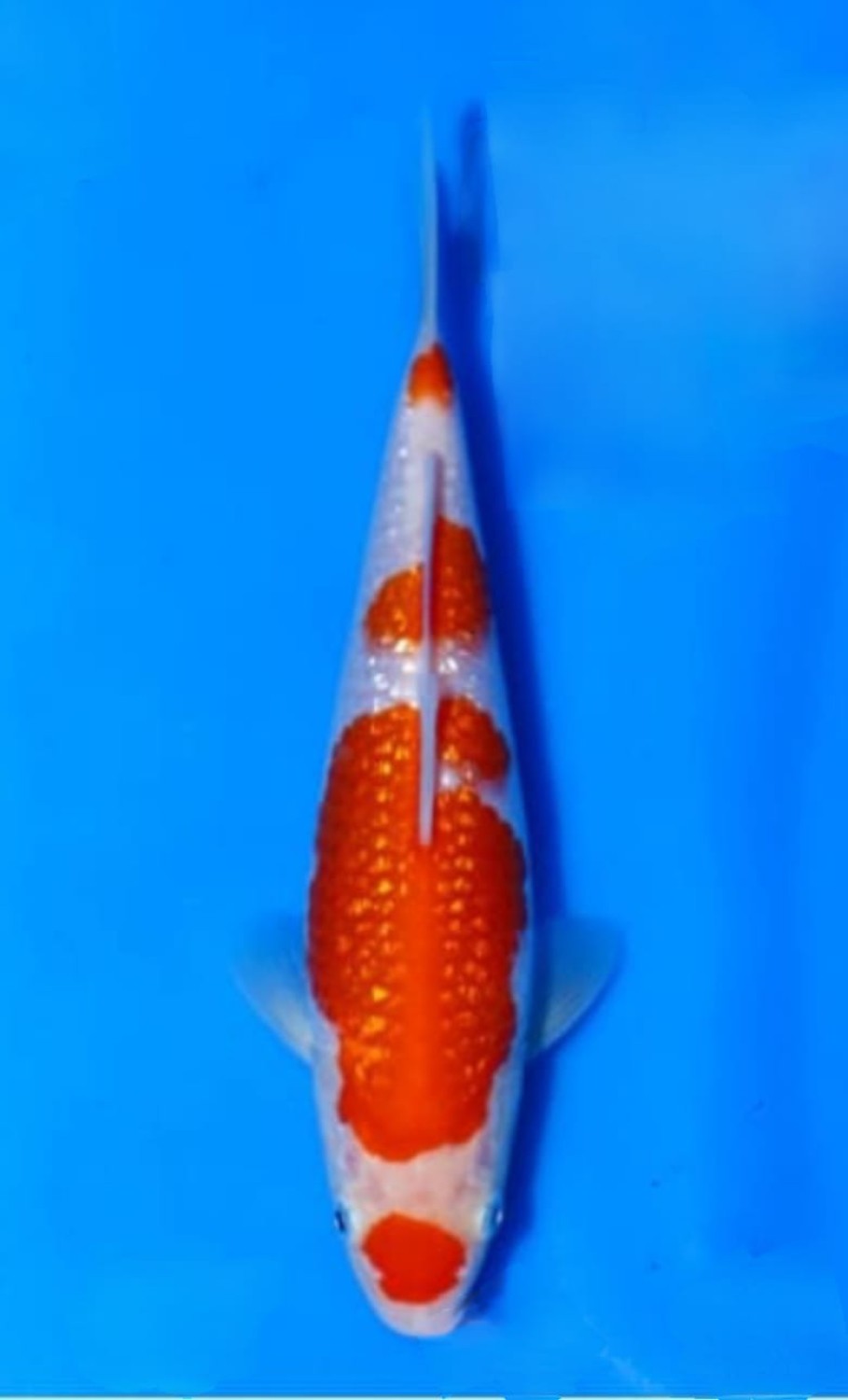 Juara 2