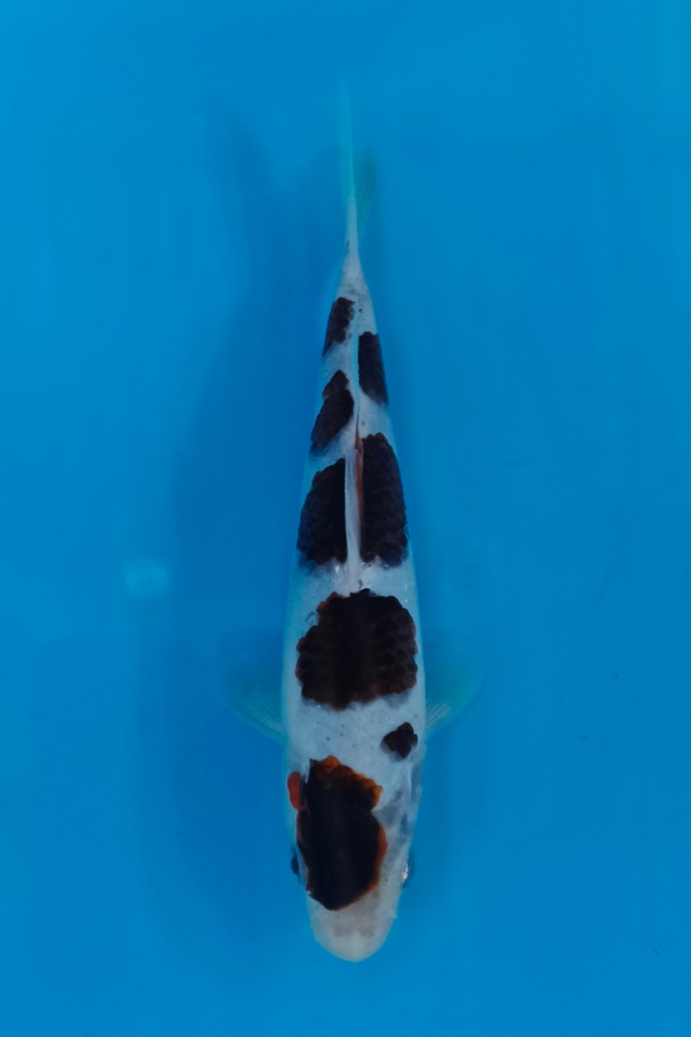 Juara 1