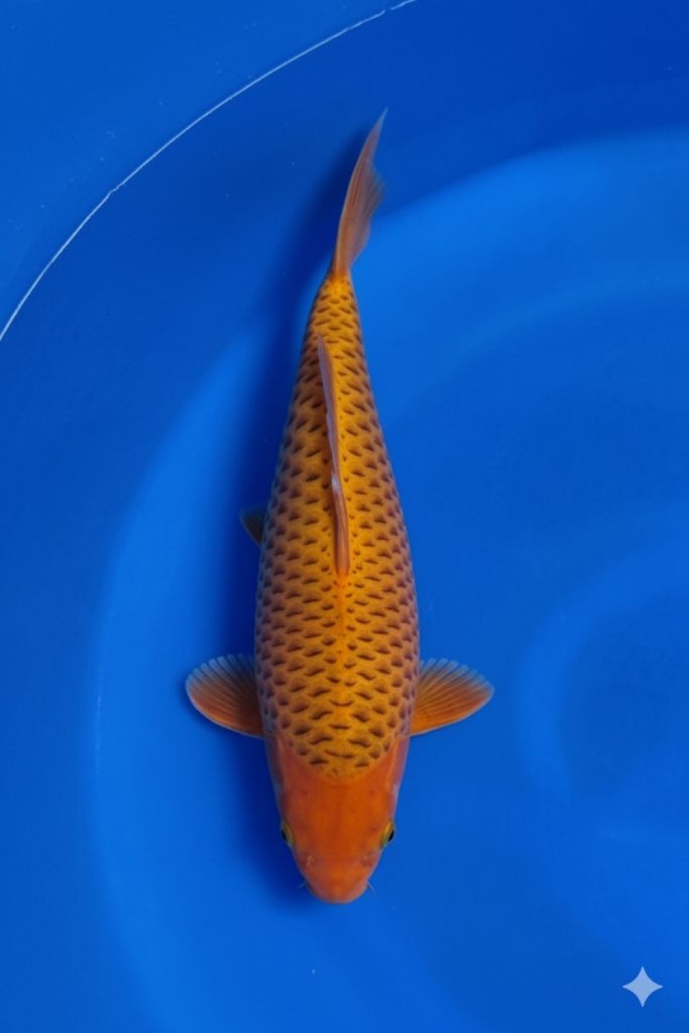 Best In Size E 36 - 40 cm