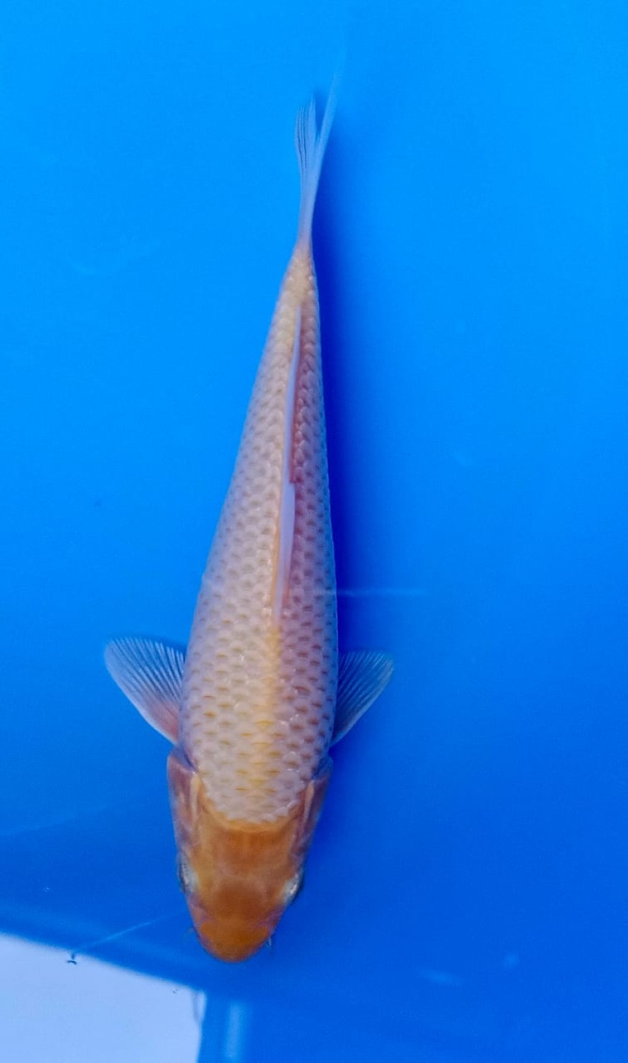 Juara 1