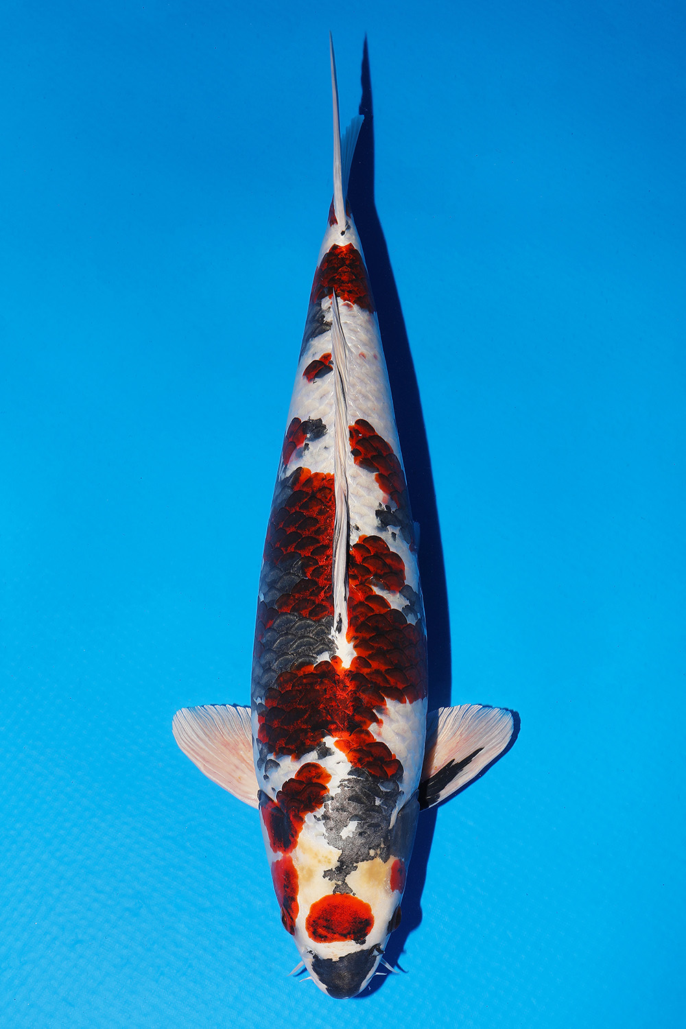Best In Size D 61 - 65 cm