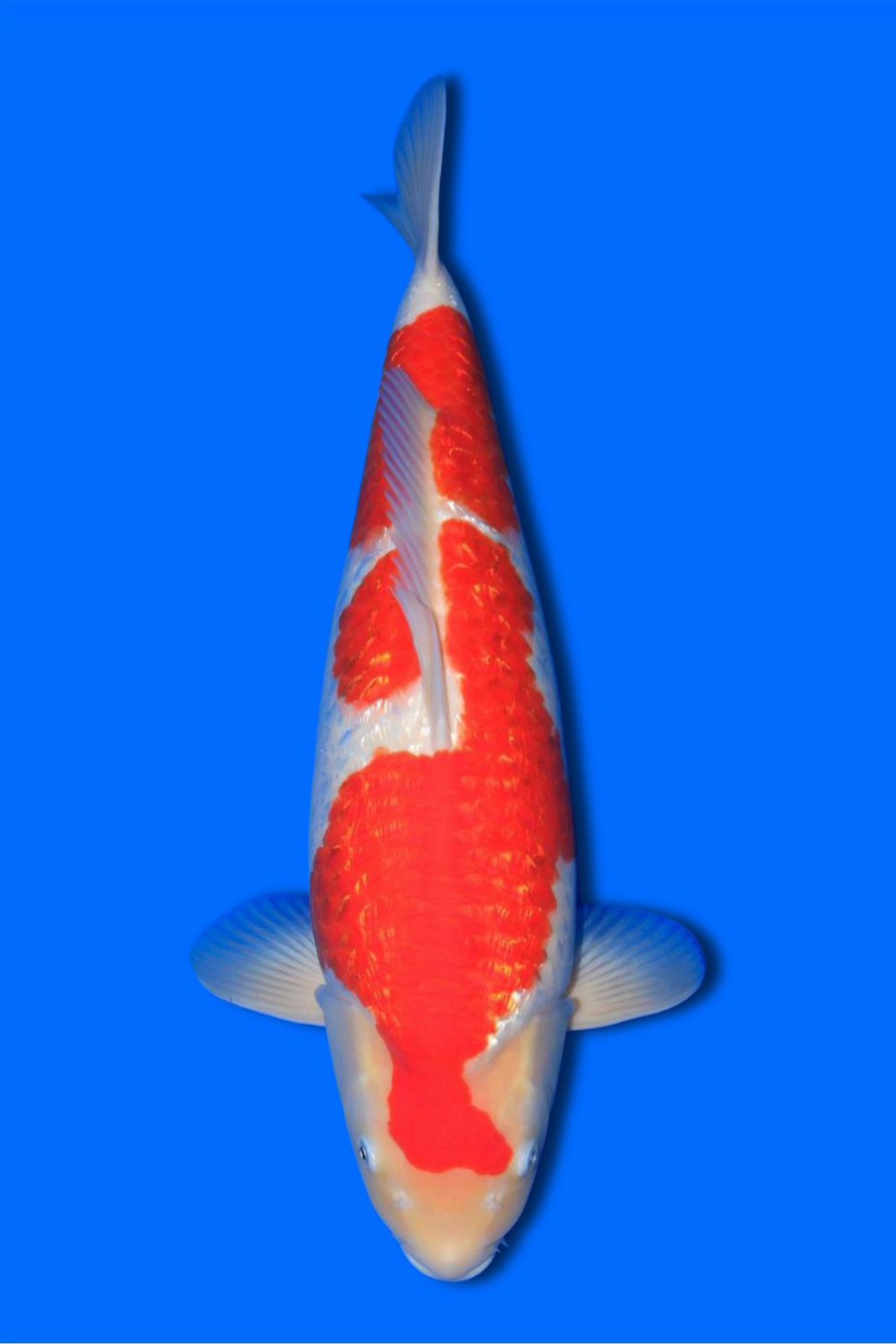 Juara 1