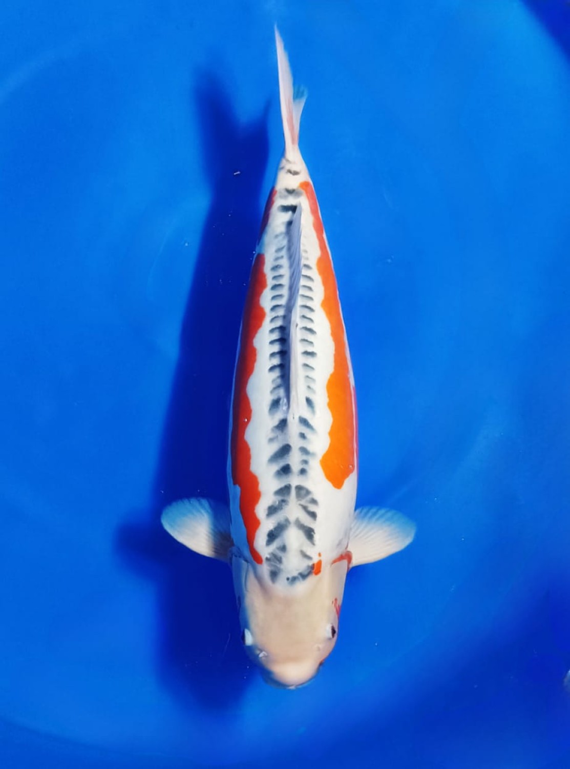 Best In Size D 66 - 70 cm