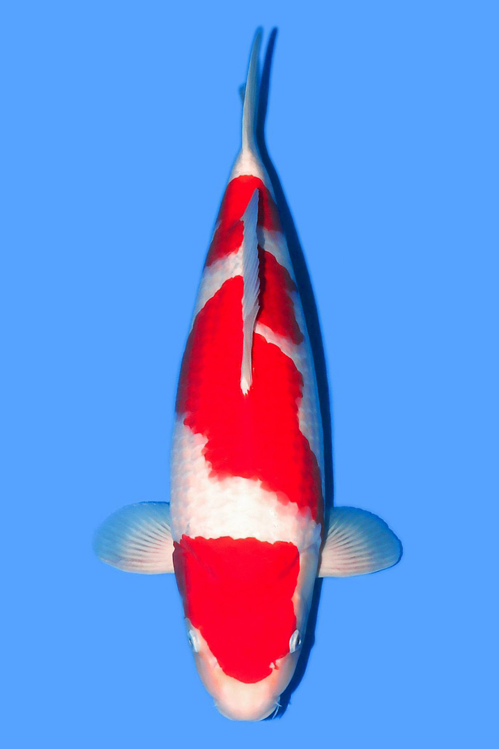 Juara 1