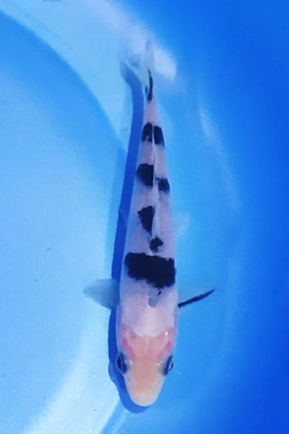 Juara 1
