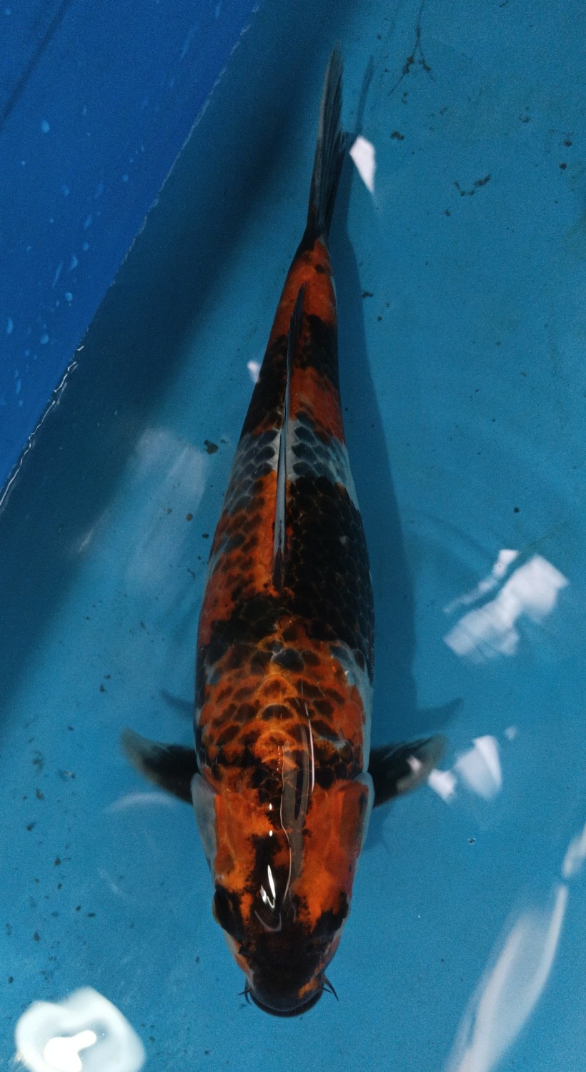 Juara 1