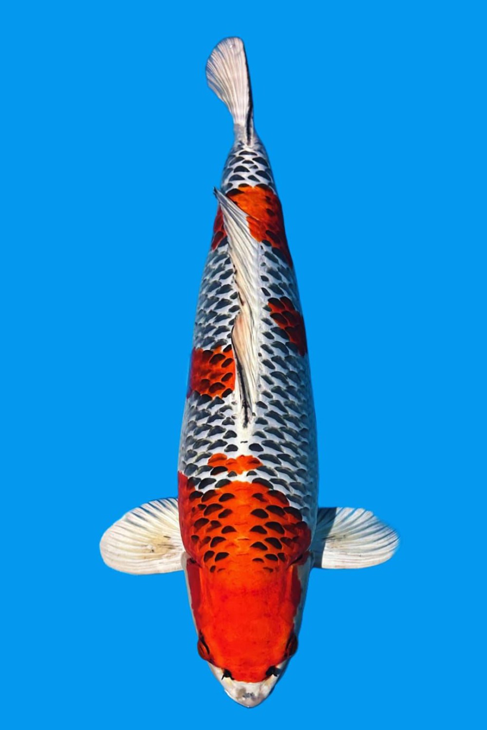 Juara 1