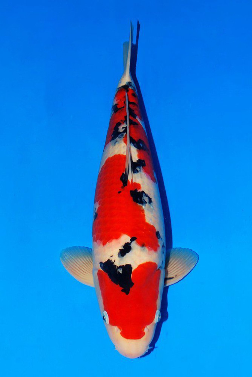 Juara 1