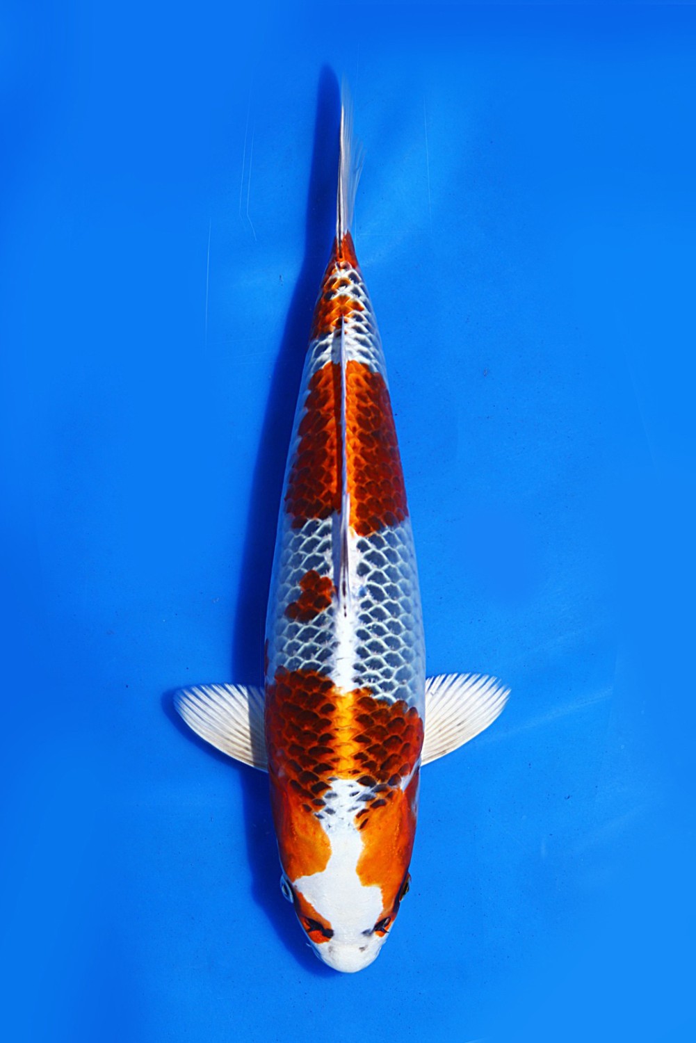 Juara 1