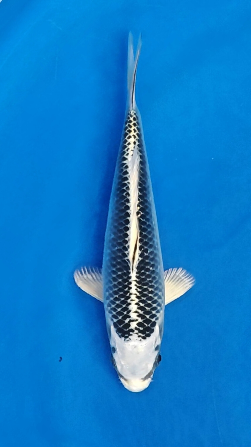 Juara 3
