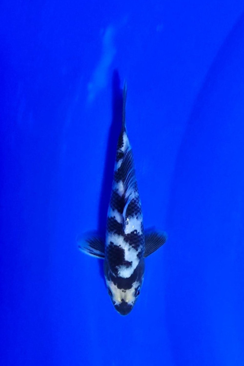 Juara 2
