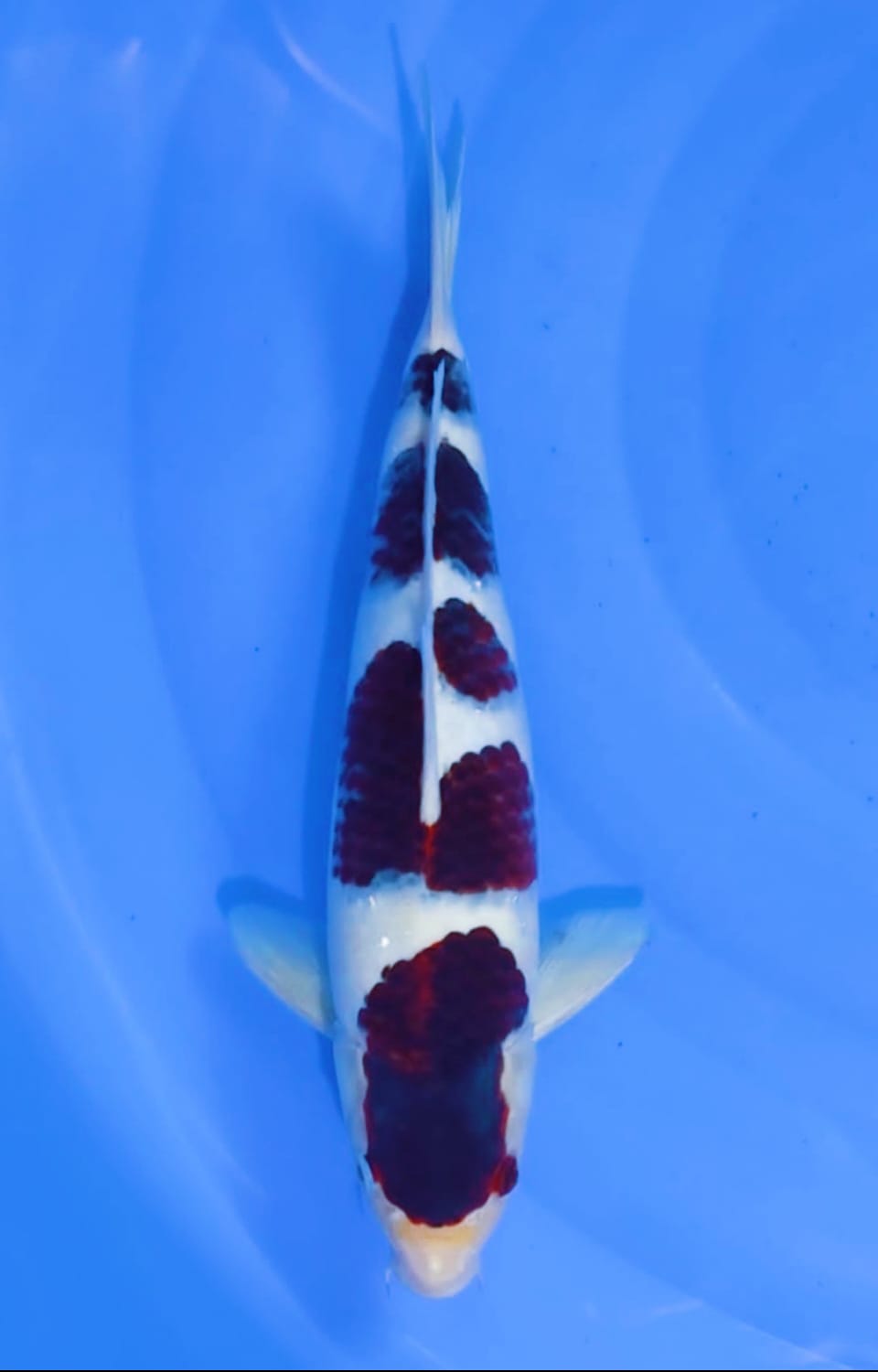 Juara 1