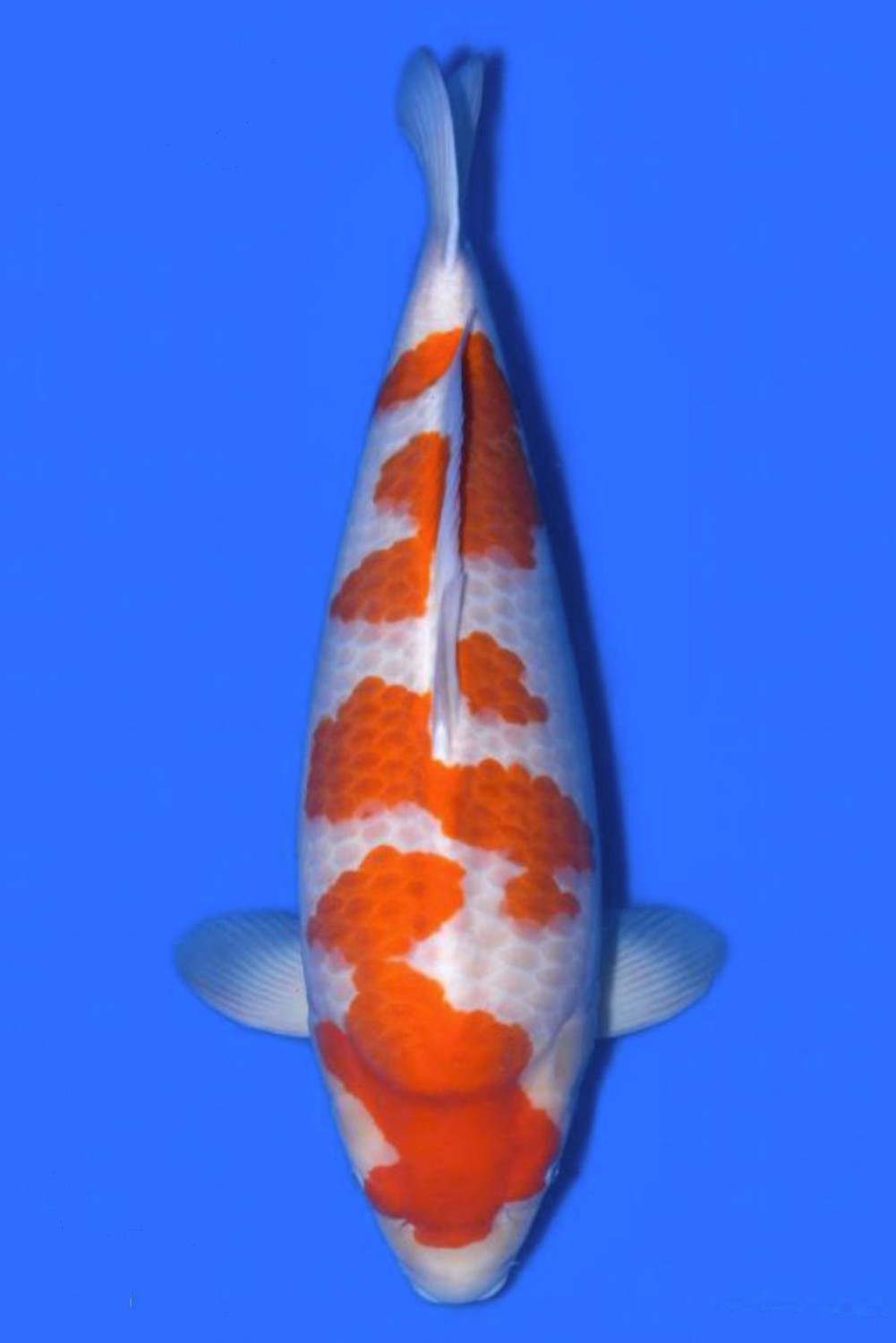 Juara 2