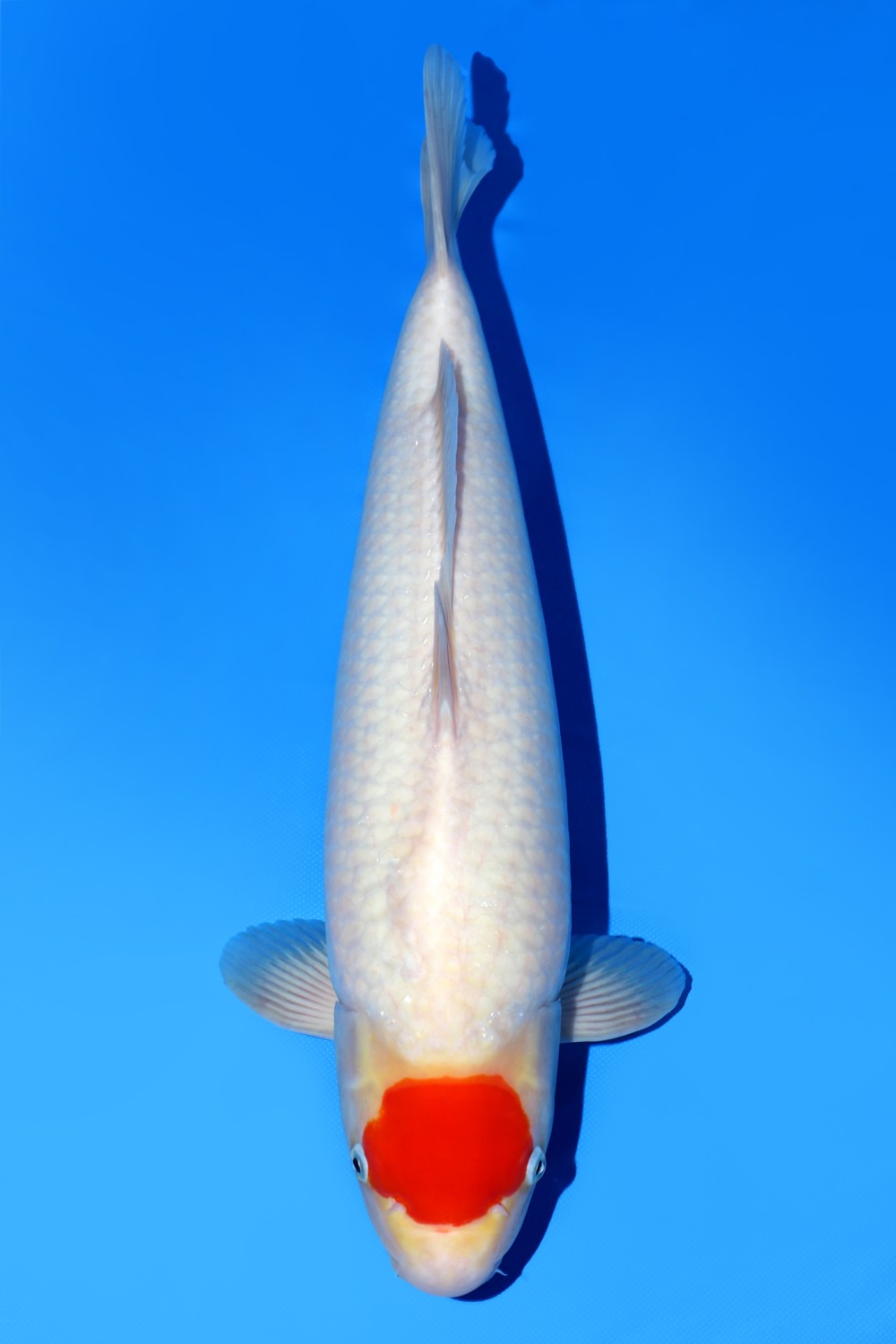Juara 2