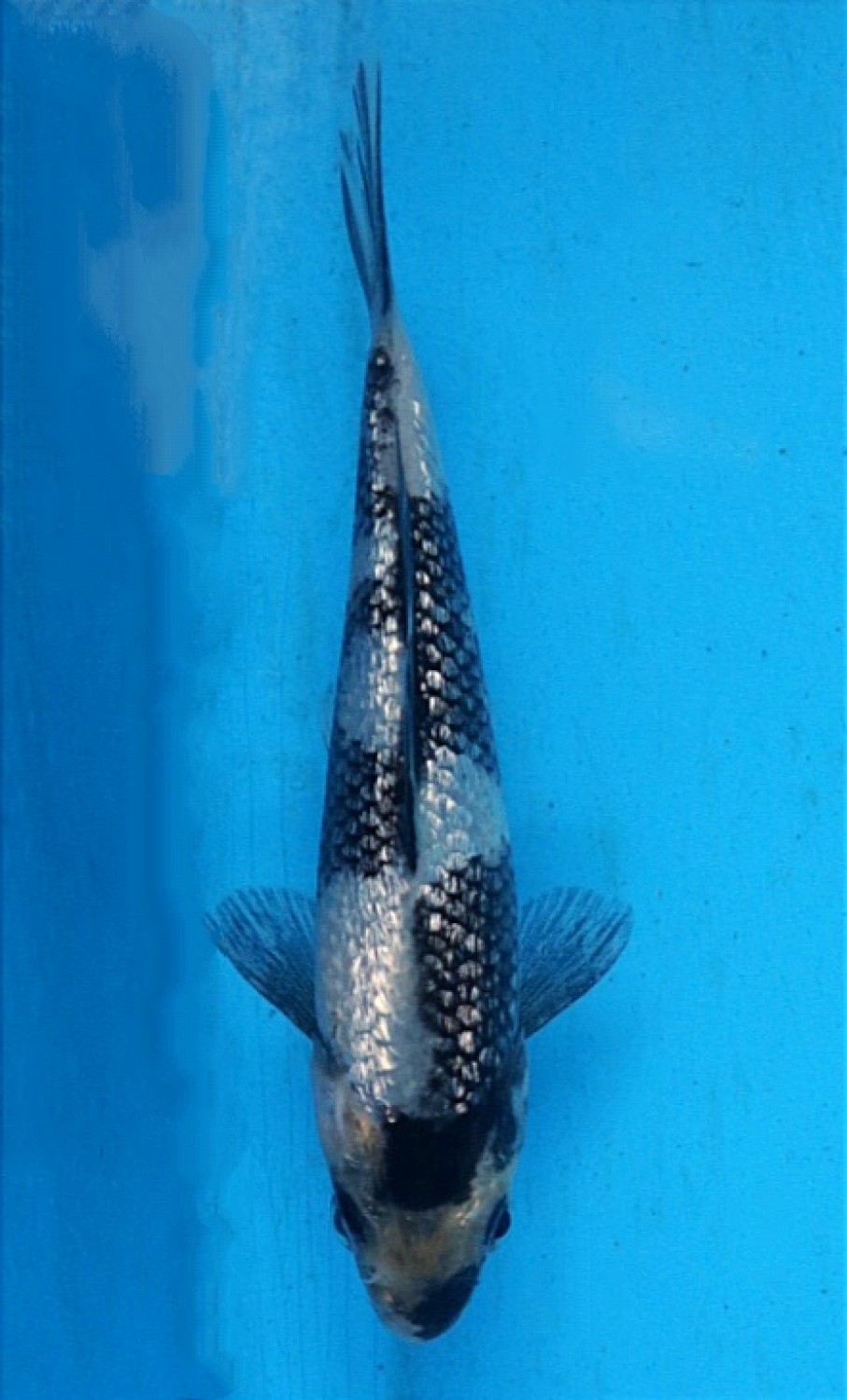 Juara 3