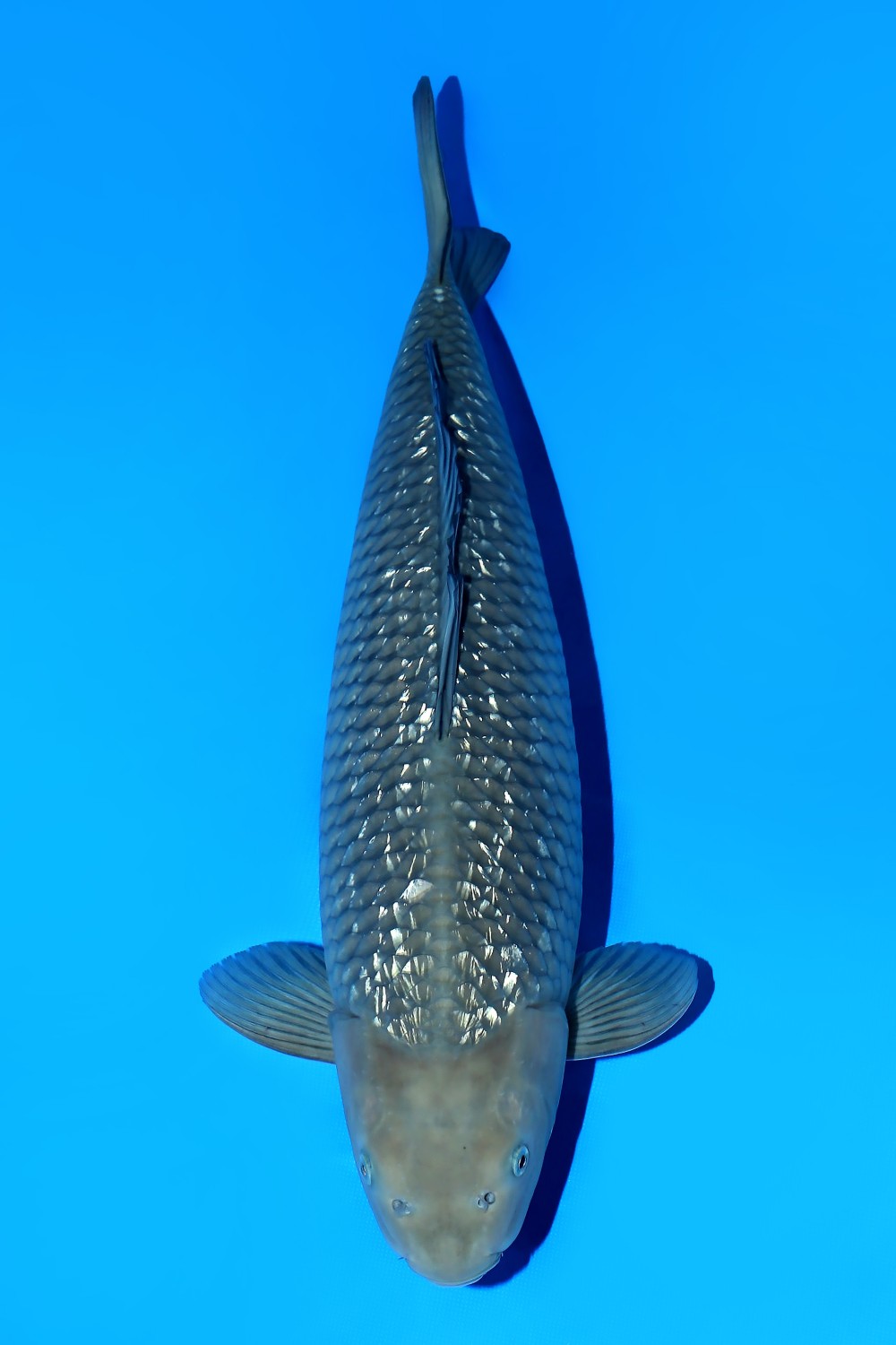 Juara 2