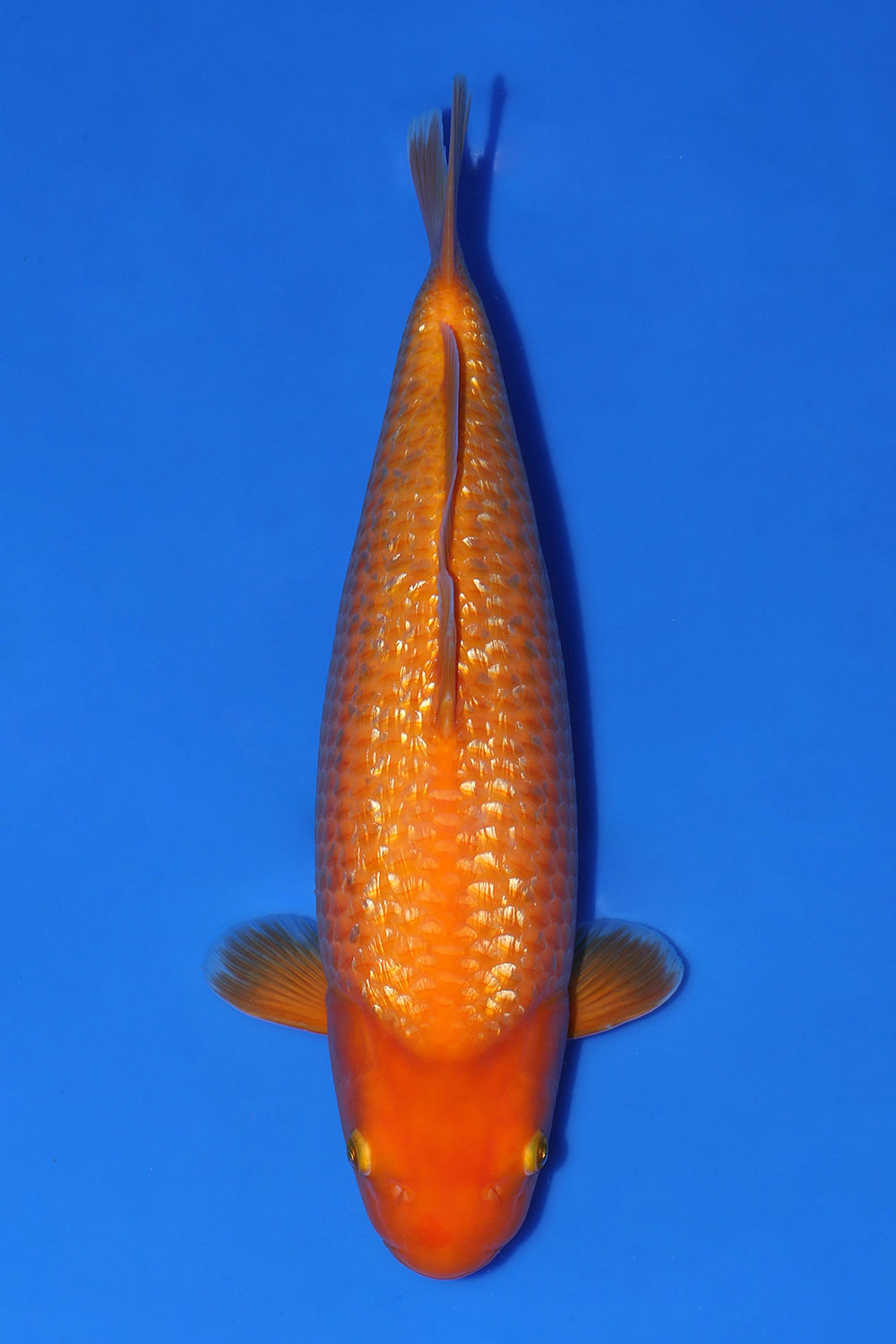 Juara 3