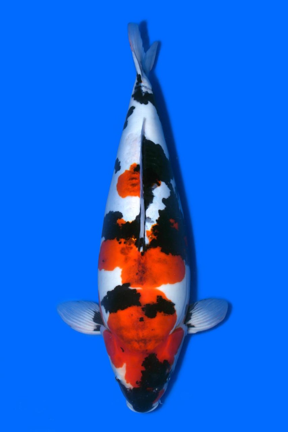 Juara 1