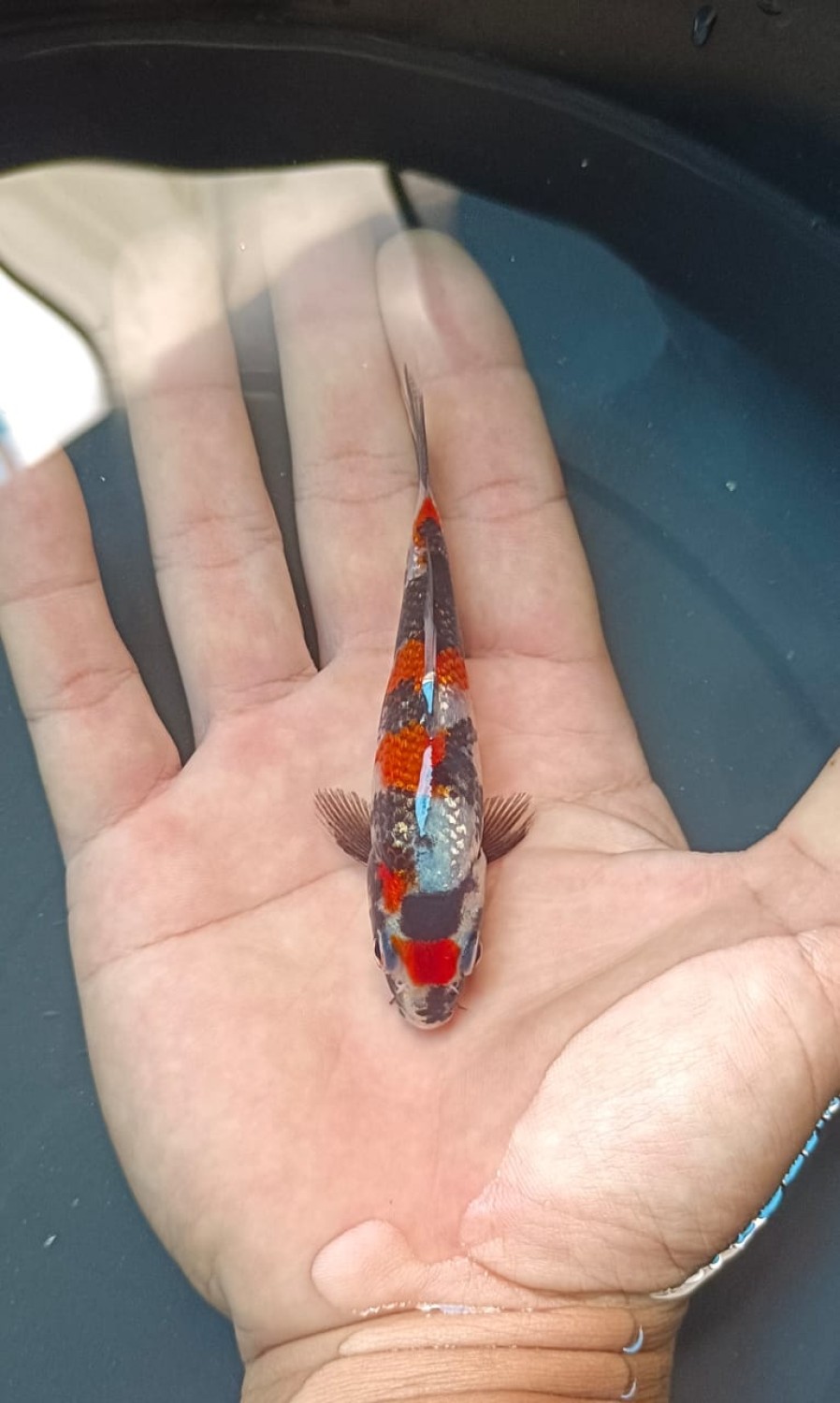 Juara 1