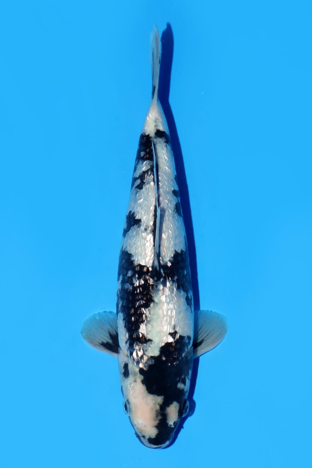 Juara 2