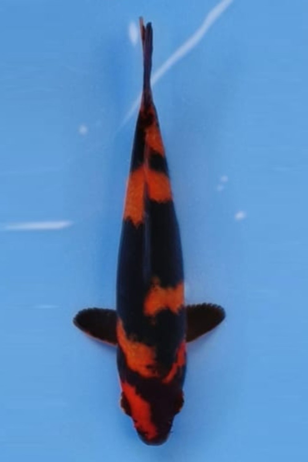 Juara 2