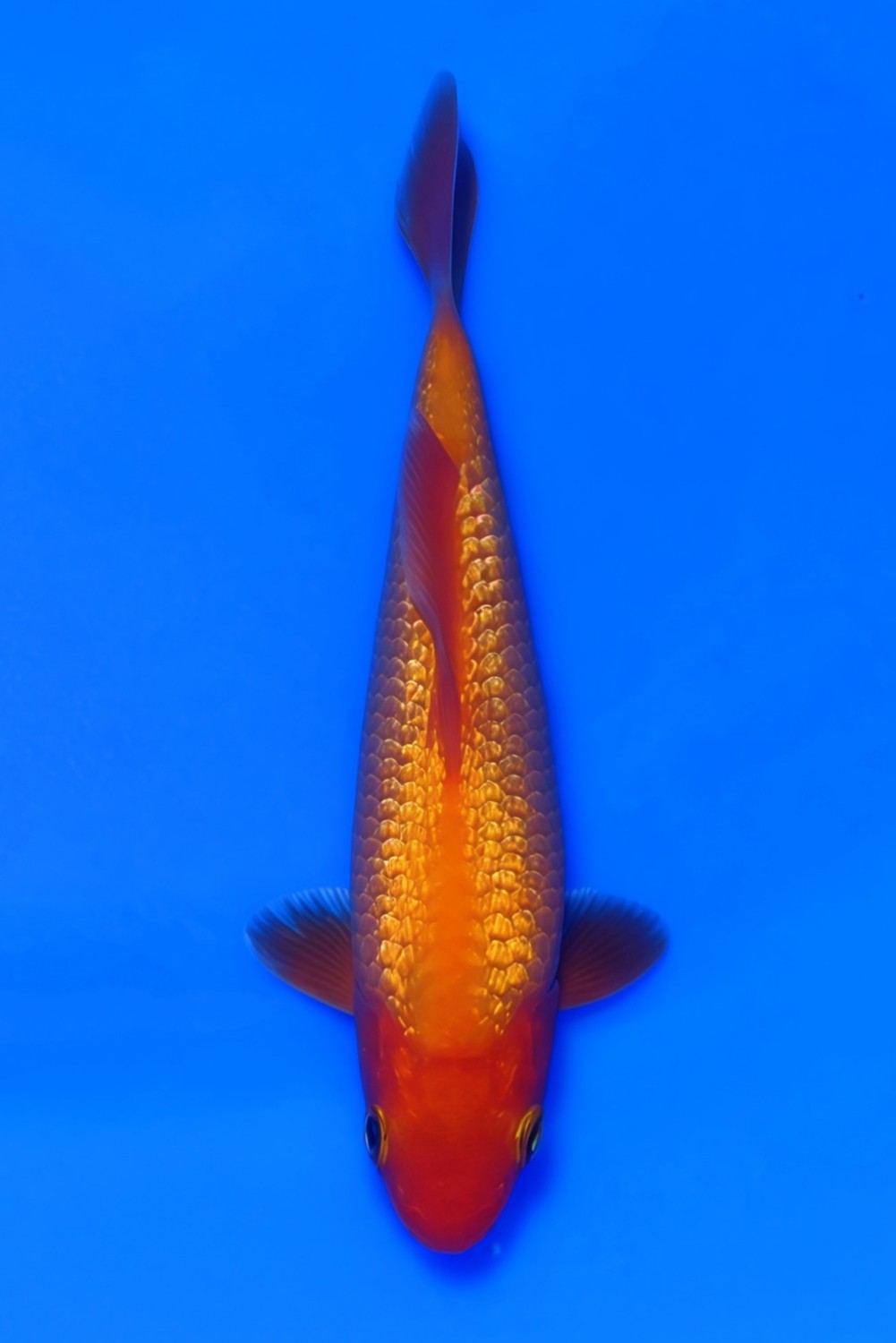 Best In Size E 13 - 15 cm