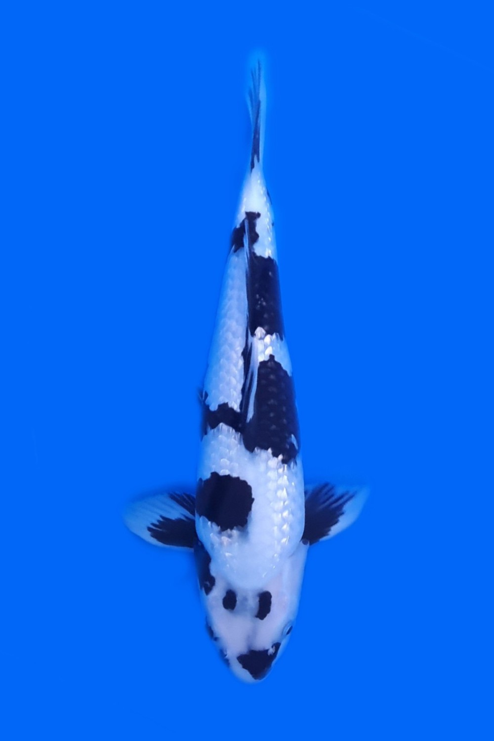 Juara 1