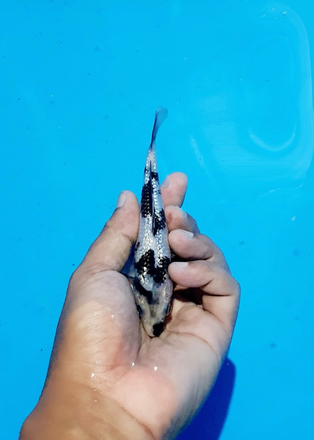 Juara 2