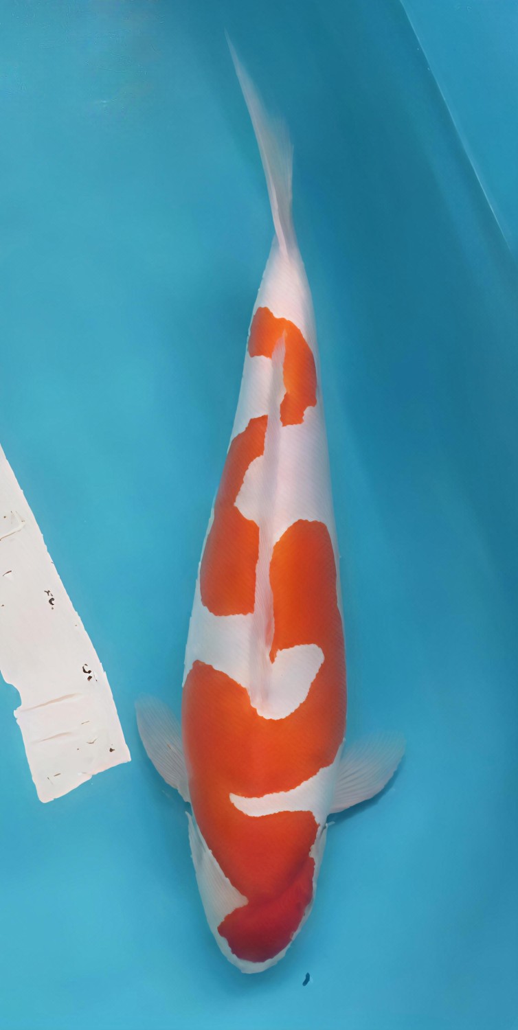 Juara 2
