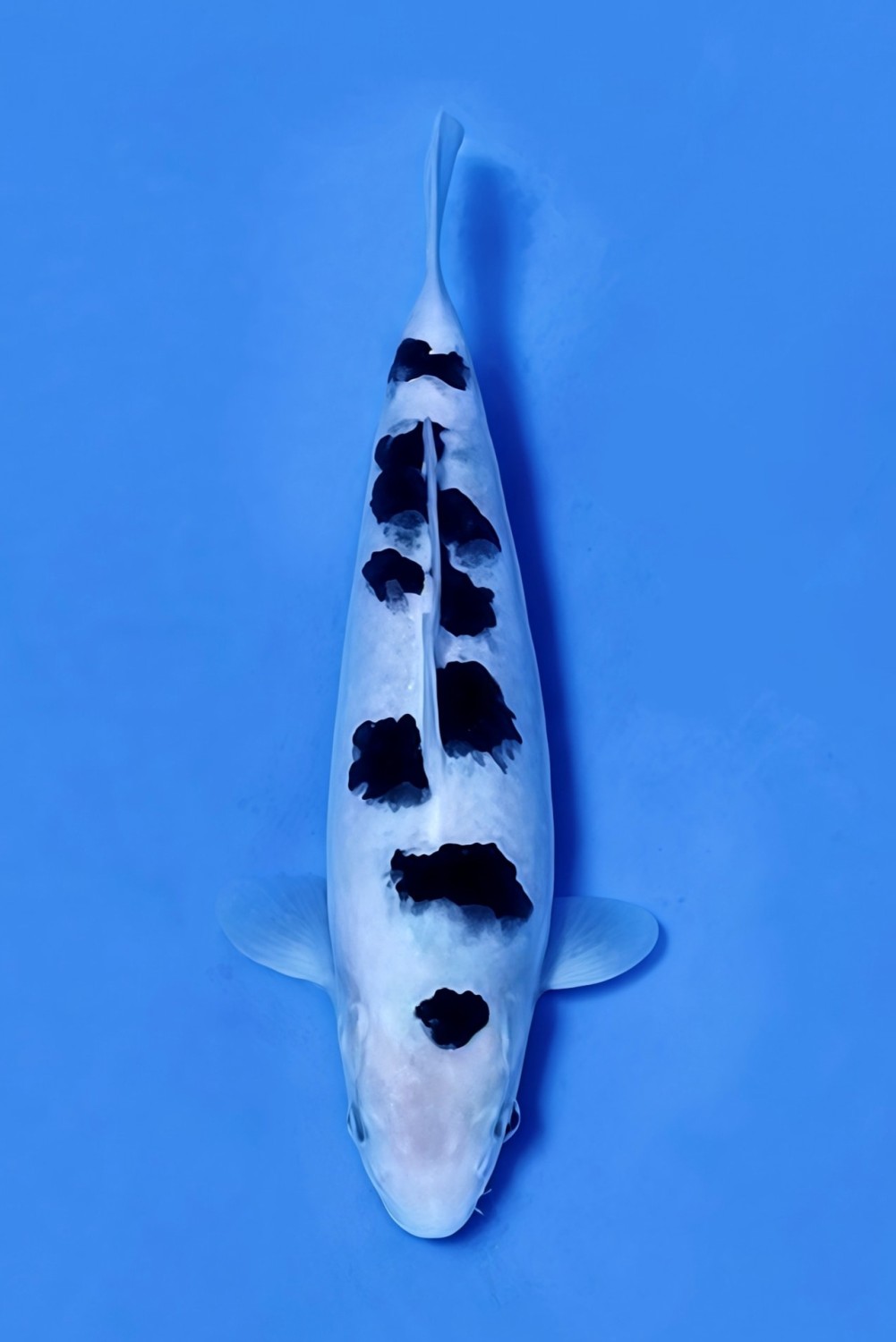Juara 5