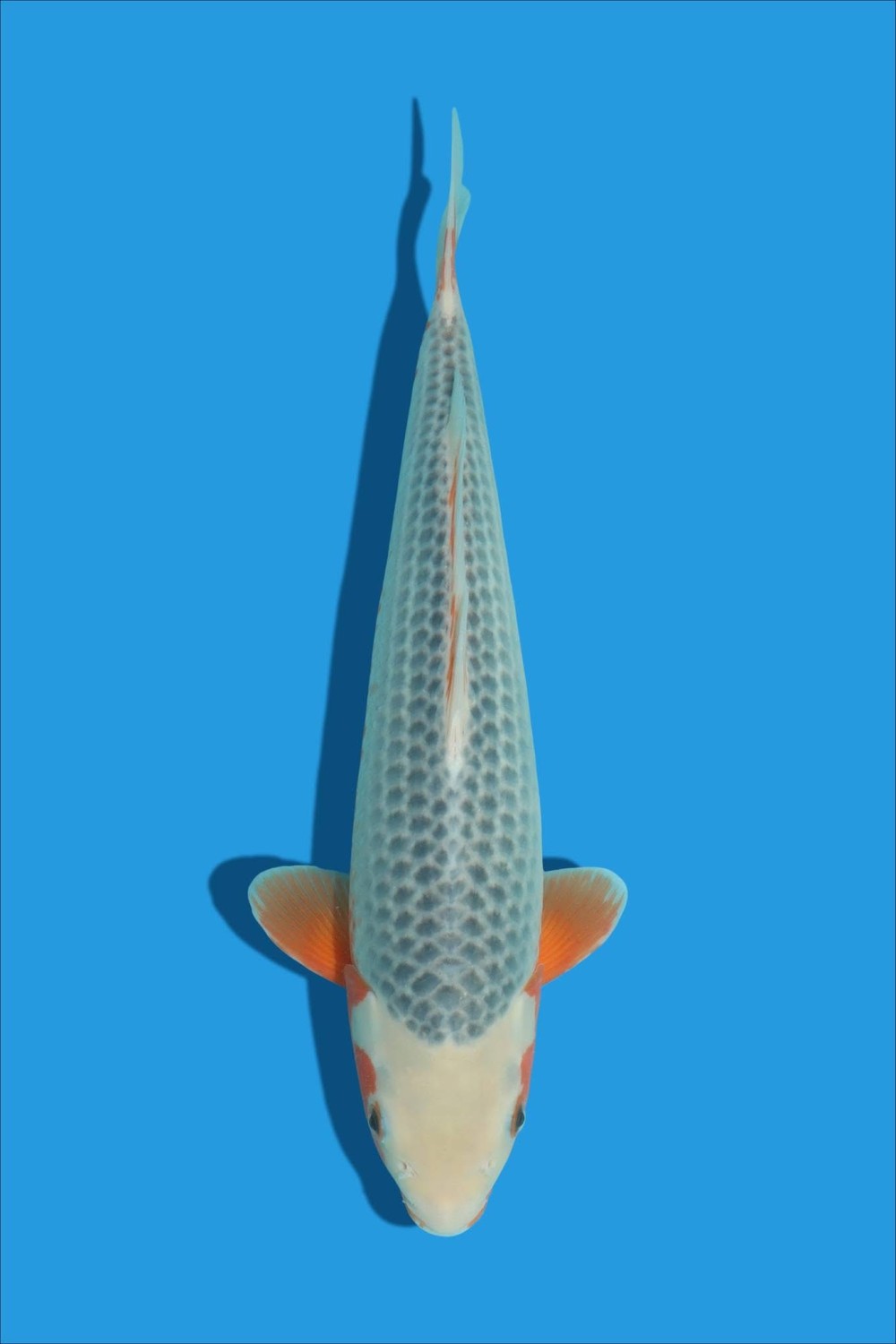 Juara 2