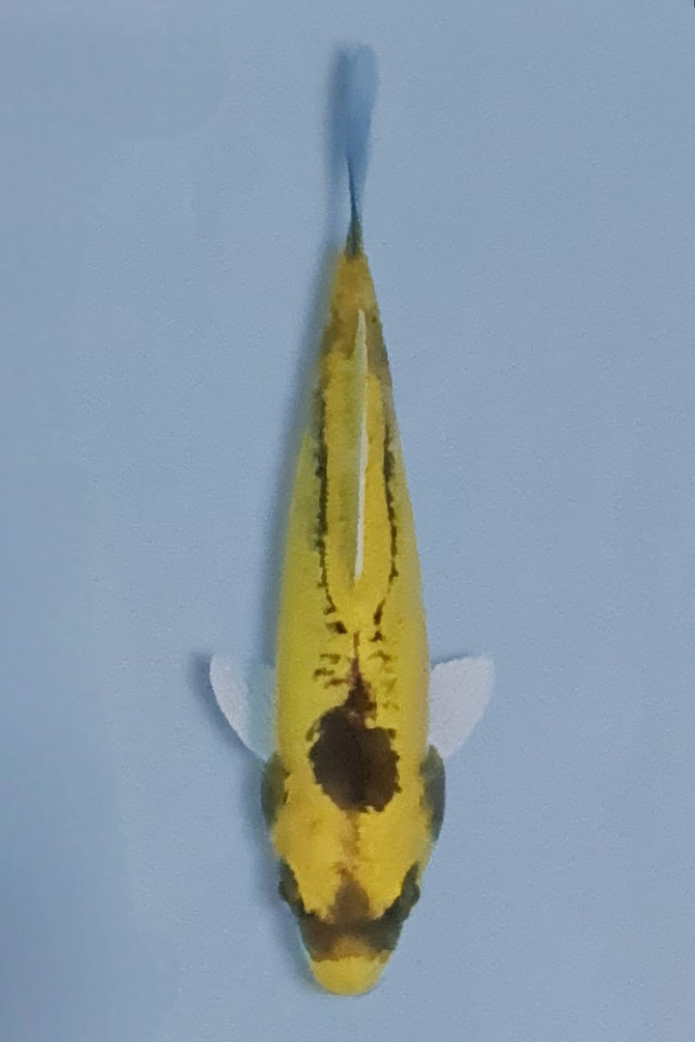 Juara 1