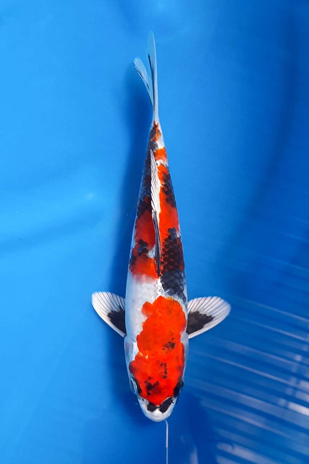 Juara 2
