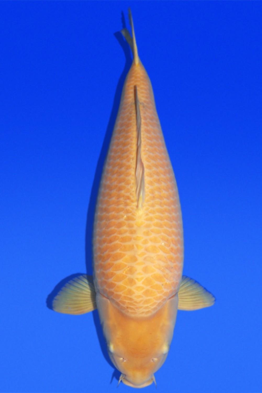 Juara 1