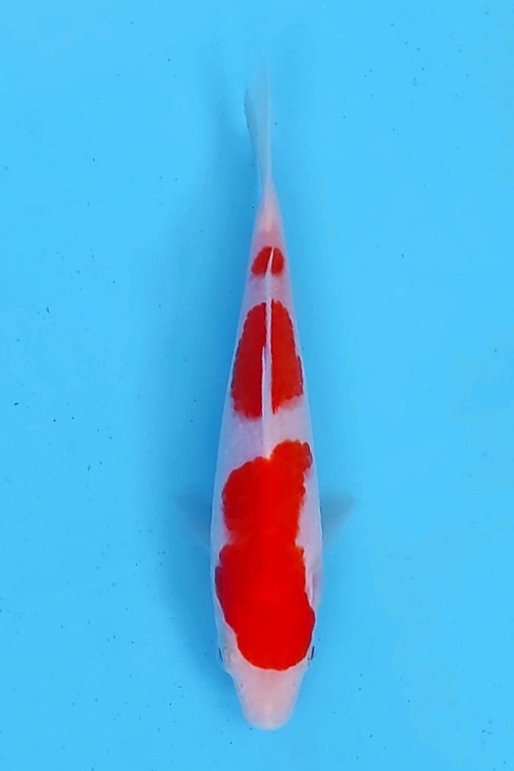 Juara 5