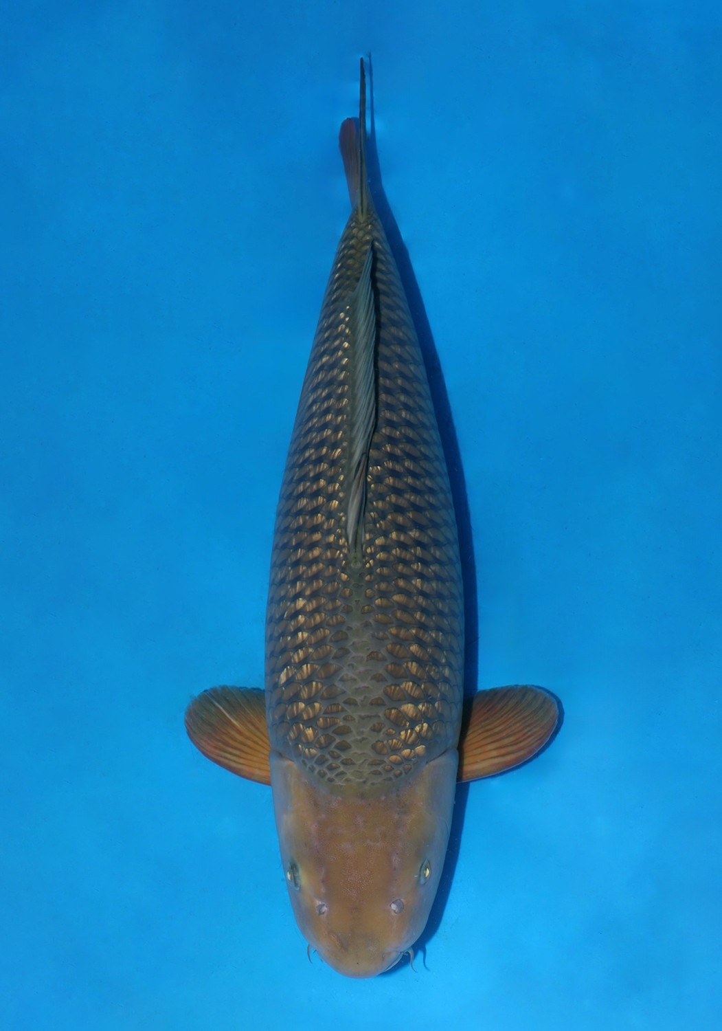 Best In Size E 66 - 70 cm