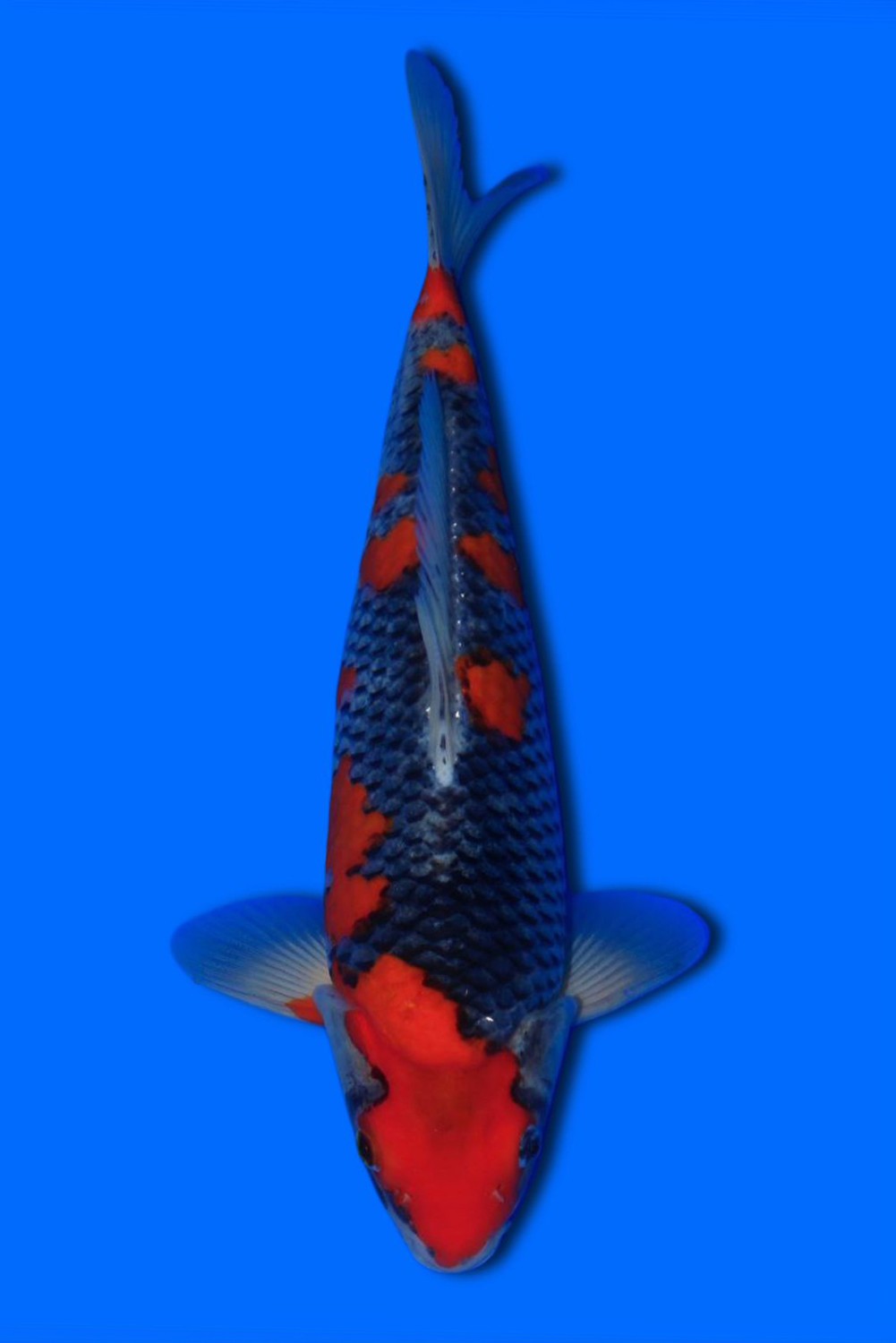 Juara 1