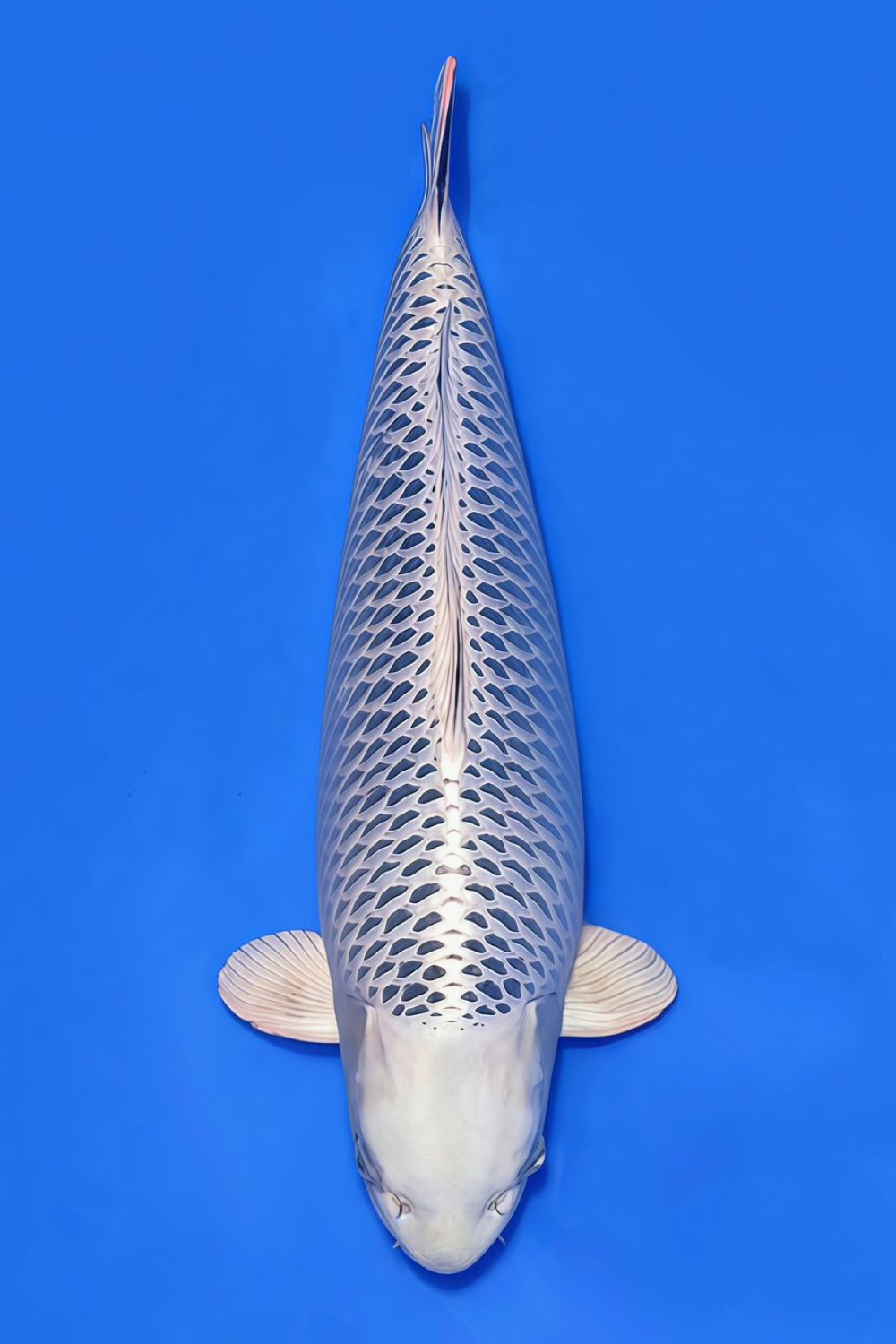 Best In Size E 51 - 55 cm